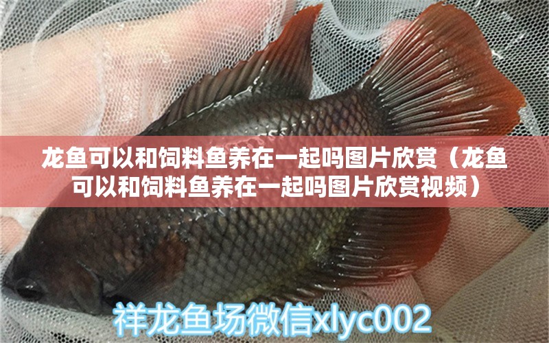 龍魚可以和飼料魚養(yǎng)在一起嗎圖片欣賞（龍魚可以和飼料魚養(yǎng)在一起嗎圖片欣賞視頻）