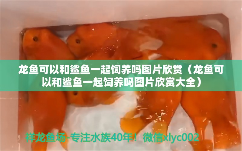 龍魚可以和鯊魚一起飼養(yǎng)嗎圖片欣賞（龍魚可以和鯊魚一起飼養(yǎng)嗎圖片欣賞大全）