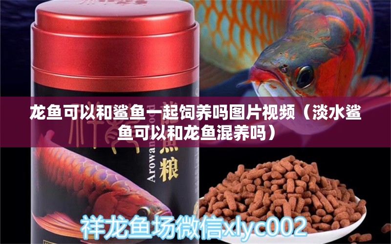 龍魚可以和鯊魚一起飼養(yǎng)嗎圖片視頻（淡水鯊魚可以和龍魚混養(yǎng)嗎）