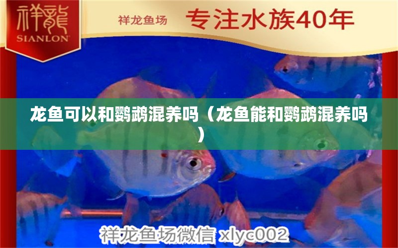 龍魚可以和鸚鵡混養(yǎng)嗎（龍魚能和鸚鵡混養(yǎng)嗎）