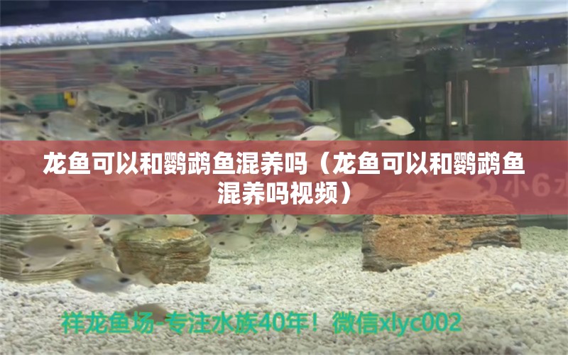 龍魚可以和鸚鵡魚混養(yǎng)嗎（龍魚可以和鸚鵡魚混養(yǎng)嗎視頻）