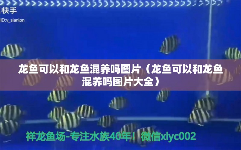 龍魚可以和龍魚混養(yǎng)嗎圖片（龍魚可以和龍魚混養(yǎng)嗎圖片大全） 廣州龍魚批發(fā)市場(chǎng)