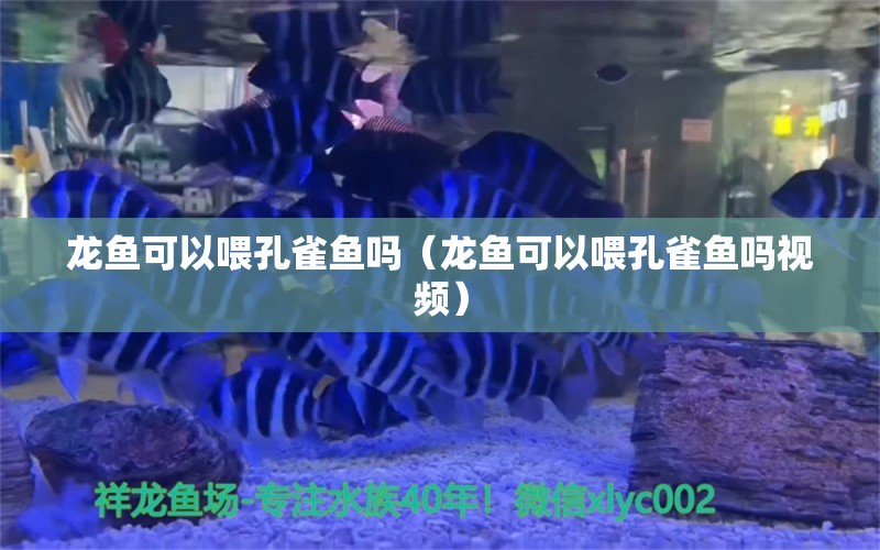 龍魚(yú)可以喂孔雀魚(yú)嗎（龍魚(yú)可以喂孔雀魚(yú)嗎視頻）