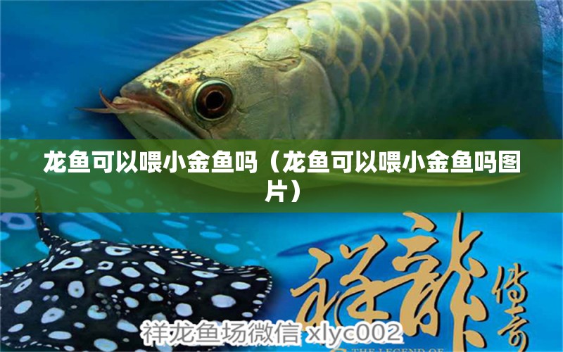 龍魚可以喂小金魚嗎（龍魚可以喂小金魚嗎圖片）