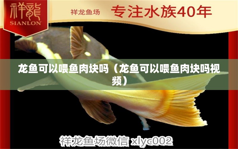 龍魚可以喂魚肉塊嗎（龍魚可以喂魚肉塊嗎視頻） 廣州龍魚批發(fā)市場