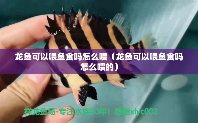 龍魚可以喂魚食嗎怎么喂（龍魚可以喂魚食嗎怎么喂的） 廣州龍魚批發(fā)市場