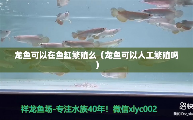 龍魚(yú)可以在魚(yú)缸繁殖么（龍魚(yú)可以人工繁殖嗎）