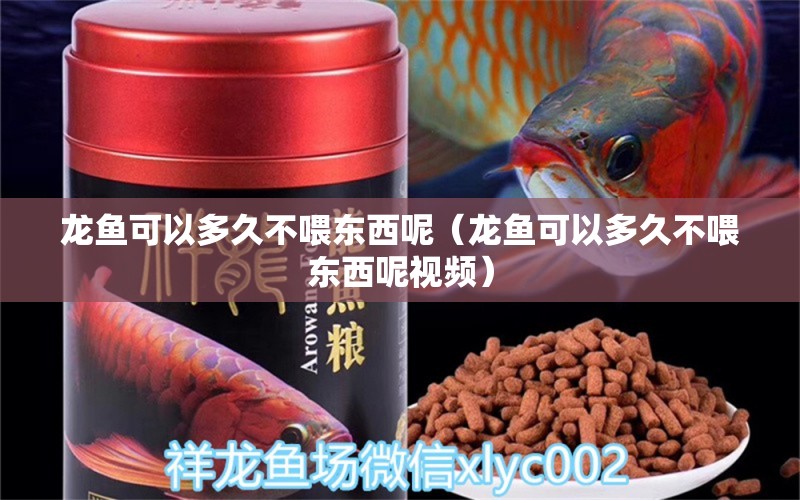 龍魚可以多久不喂東西呢（龍魚可以多久不喂東西呢視頻） 廣州龍魚批發(fā)市場