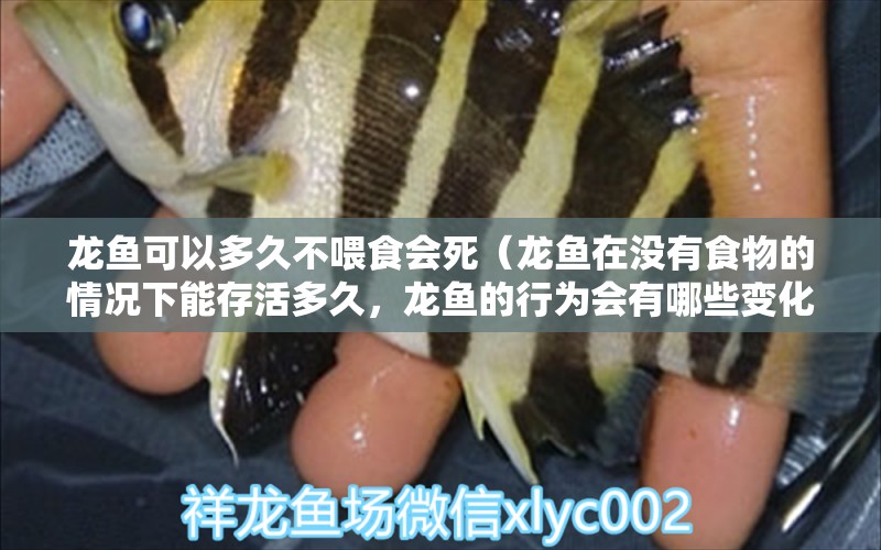 龍魚可以多久不喂食會死（龍魚在沒有食物的情況下能存活多久，龍魚的行為會有哪些變化） 水族問答 第1張