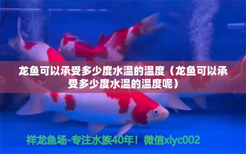 龍魚可以承受多少度水溫的溫度（龍魚可以承受多少度水溫的溫度呢） 廣州龍魚批發(fā)市場