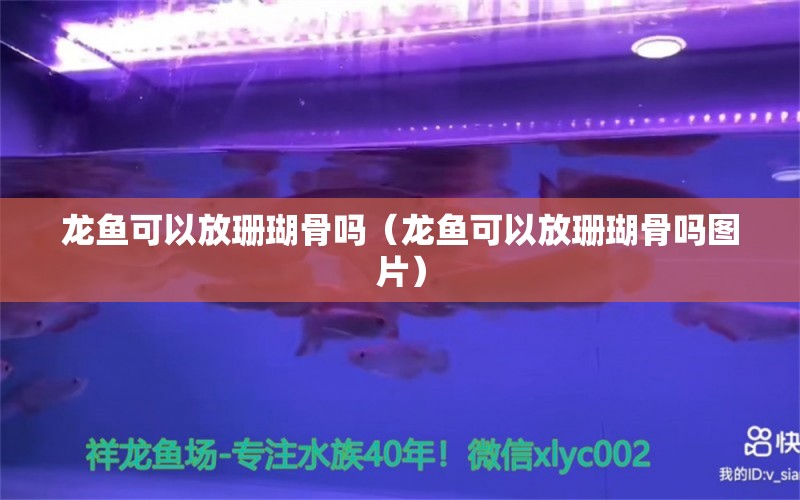 龍魚可以放珊瑚骨嗎（龍魚可以放珊瑚骨嗎圖片） 其他品牌魚缸