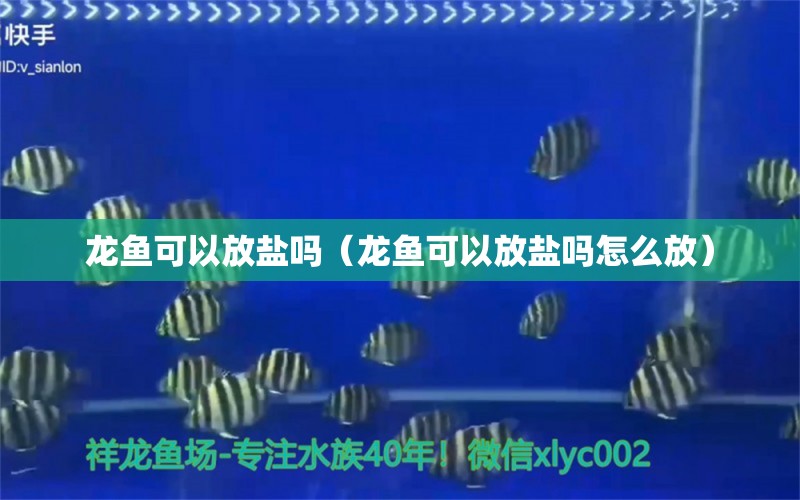 龍魚可以放鹽嗎（龍魚可以放鹽嗎怎么放） 廣州龍魚批發(fā)市場