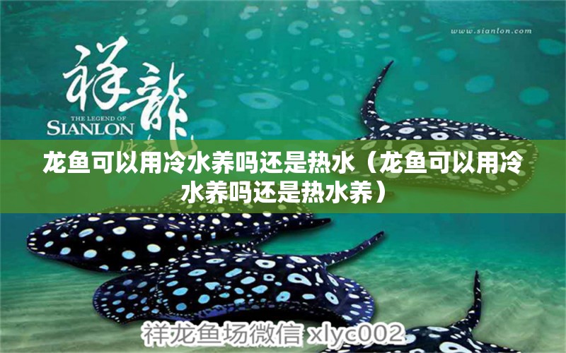 龍魚可以用冷水養(yǎng)嗎還是熱水（龍魚可以用冷水養(yǎng)嗎還是熱水養(yǎng)） 廣州龍魚批發(fā)市場