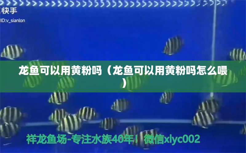 龍魚可以用黃粉嗎（龍魚可以用黃粉嗎怎么喂）