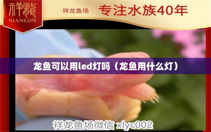 龍魚可以用led燈嗎（龍魚用什么燈）