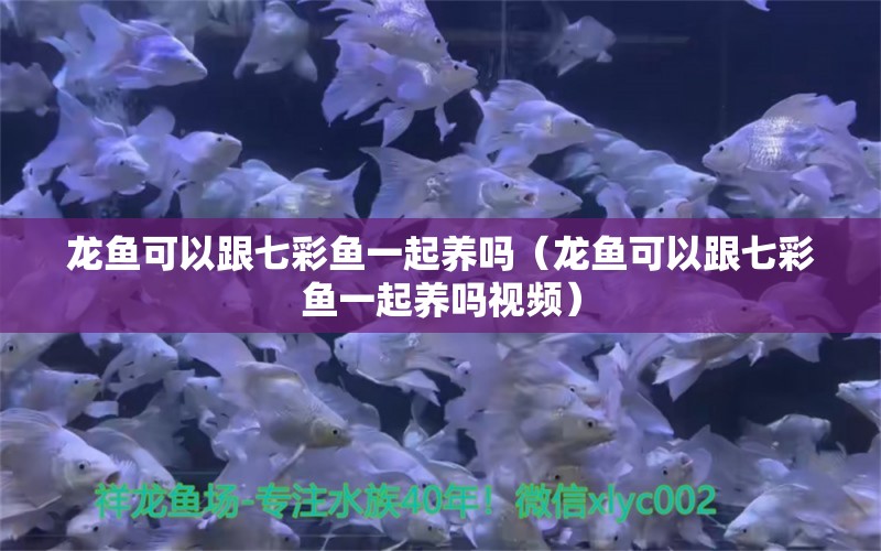 龍魚可以跟七彩魚一起養(yǎng)嗎（龍魚可以跟七彩魚一起養(yǎng)嗎視頻） 廣州龍魚批發(fā)市場