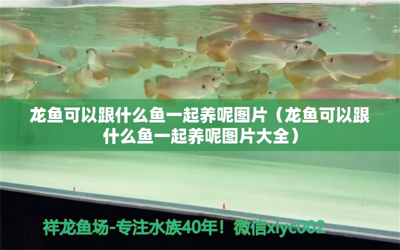 龍魚(yú)可以跟什么魚(yú)一起養(yǎng)呢圖片（龍魚(yú)可以跟什么魚(yú)一起養(yǎng)呢圖片大全）