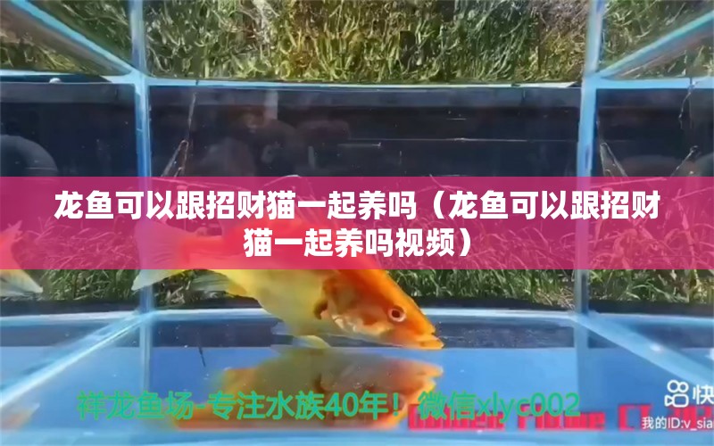 龍魚可以跟招財貓一起養(yǎng)嗎（龍魚可以跟招財貓一起養(yǎng)嗎視頻）