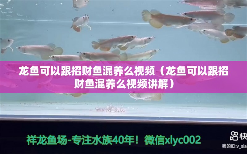 龍魚(yú)可以跟招財(cái)魚(yú)混養(yǎng)么視頻（龍魚(yú)可以跟招財(cái)魚(yú)混養(yǎng)么視頻講解）