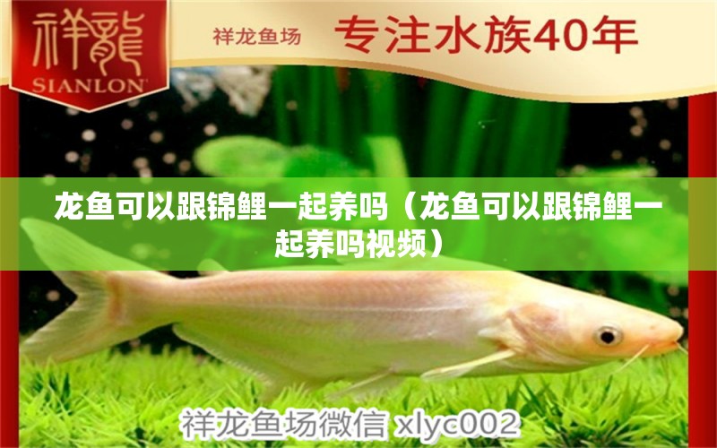 龍魚可以跟錦鯉一起養(yǎng)嗎（龍魚可以跟錦鯉一起養(yǎng)嗎視頻） 廣州龍魚批發(fā)市場