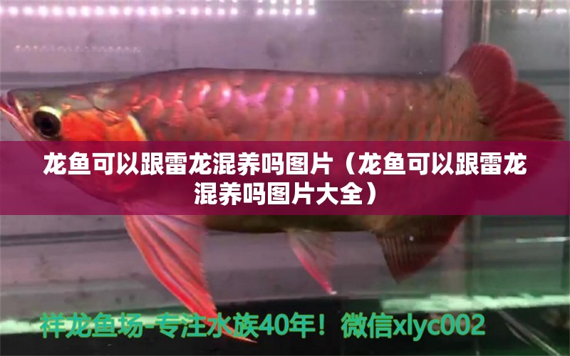 龍魚可以跟雷龍混養(yǎng)嗎圖片（龍魚可以跟雷龍混養(yǎng)嗎圖片大全）