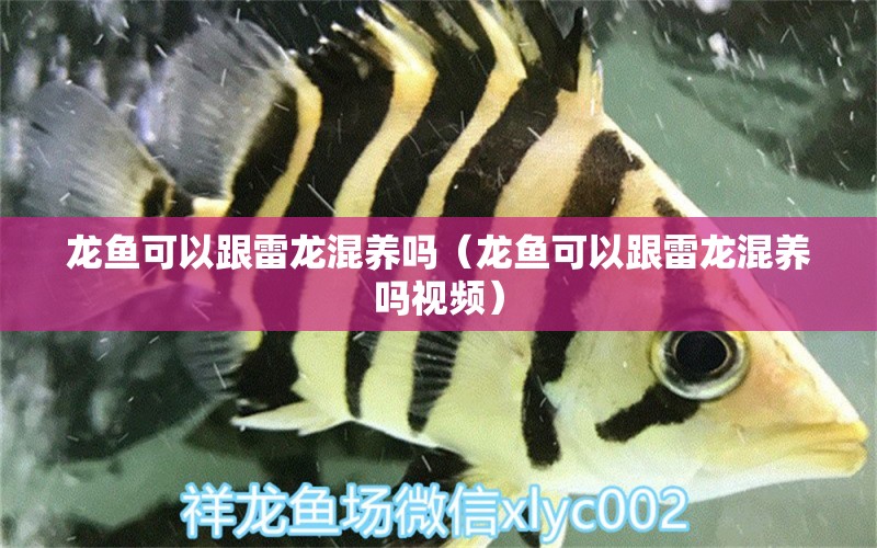 龍魚(yú)可以跟雷龍混養(yǎng)嗎（龍魚(yú)可以跟雷龍混養(yǎng)嗎視頻）