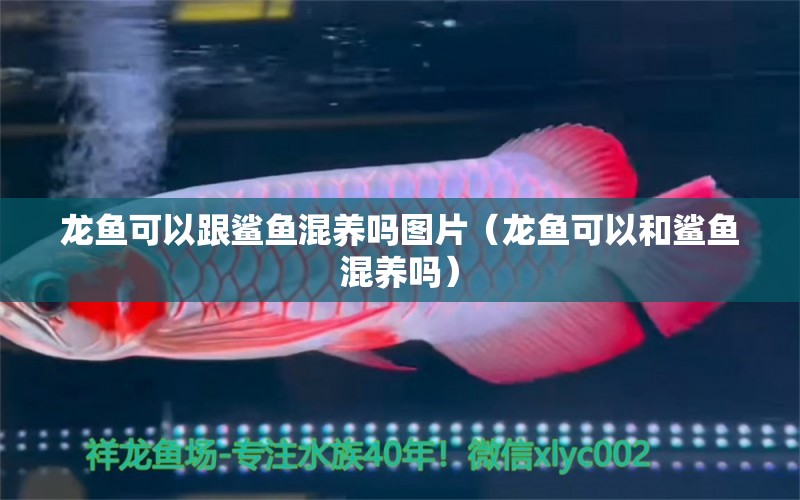 龍魚可以跟鯊魚混養(yǎng)嗎圖片（龍魚可以和鯊魚混養(yǎng)嗎）