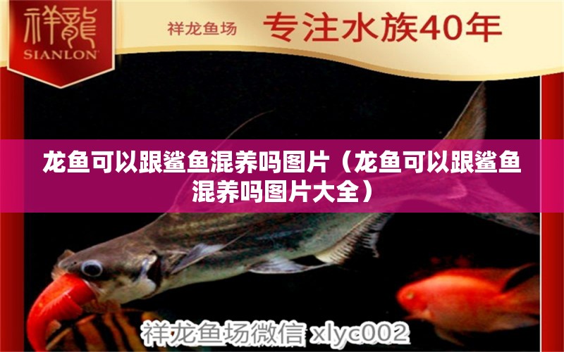 龍魚可以跟鯊魚混養(yǎng)嗎圖片（龍魚可以跟鯊魚混養(yǎng)嗎圖片大全） 廣州龍魚批發(fā)市場