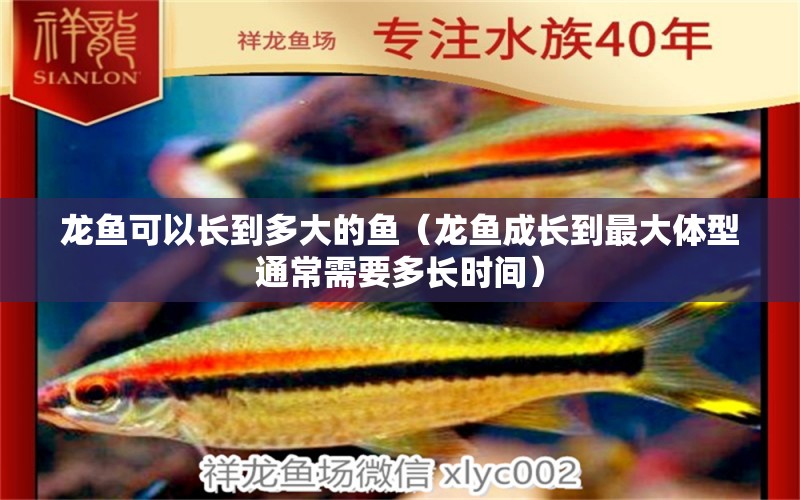 龍魚可以長到多大的魚（龍魚成長到最大體型通常需要多長時(shí)間） 水族問答 第2張