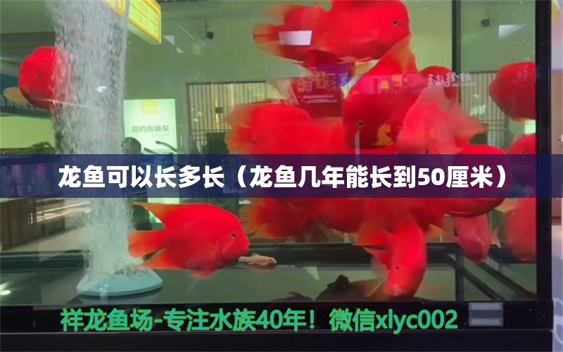 龍魚可以長多長（龍魚幾年能長到50厘米）