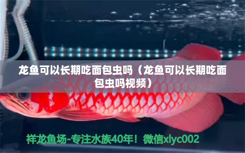 龍魚可以長期吃面包蟲嗎（龍魚可以長期吃面包蟲嗎視頻）