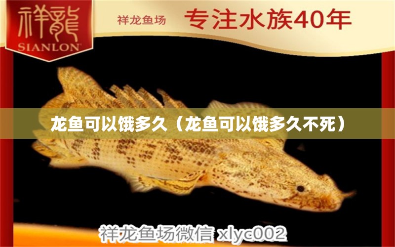 龍魚可以餓多久（龍魚可以餓多久不死） 廣州龍魚批發(fā)市場