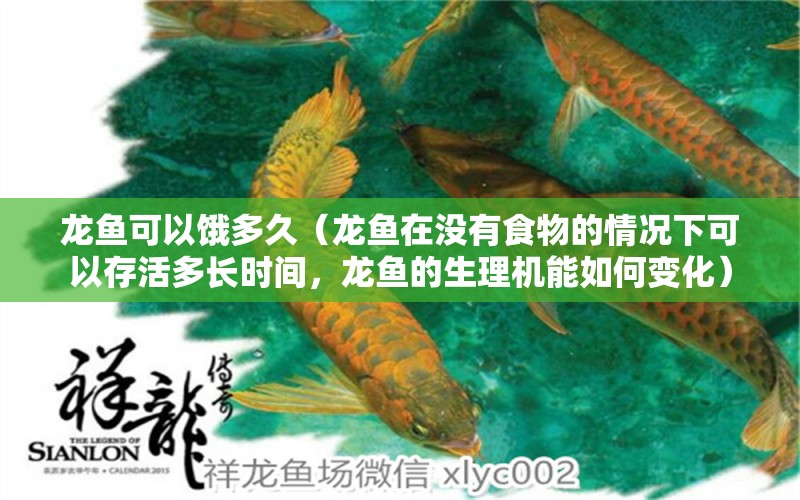 龍魚可以餓多久（龍魚在沒有食物的情況下可以存活多長時(shí)間，龍魚的生理機(jī)能如何變化） 水族問答 第2張