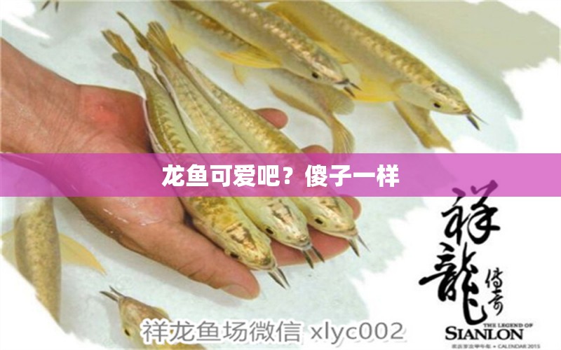 龍魚可愛吧？傻子一樣 高背金龍魚 第3張