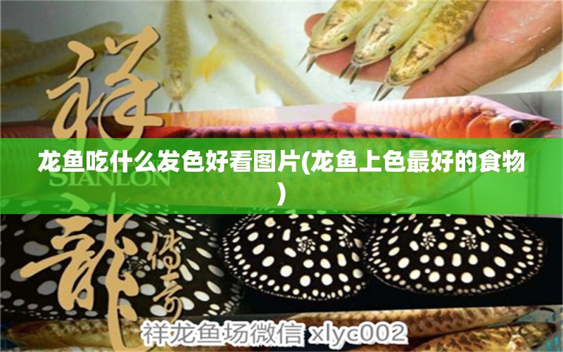 龍魚吃什么發(fā)色好看圖片(龍魚上色最好的食物) 水族世界