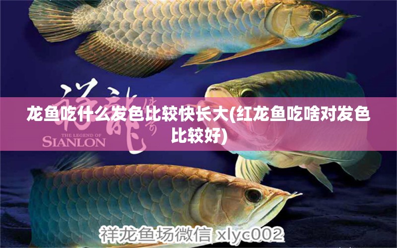 龍魚吃什么發(fā)色比較快長大(紅龍魚吃啥對發(fā)色比較好) 帝王血鉆魚