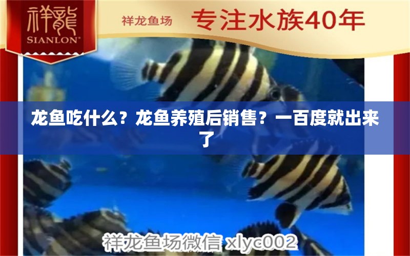 龍魚吃什么？龍魚養(yǎng)殖后銷售？一百度就出來了