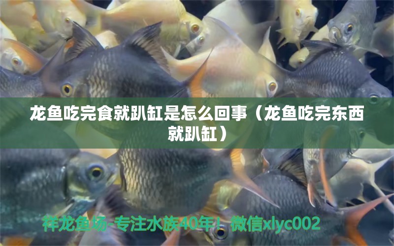 龍魚吃完食就趴缸是怎么回事（龍魚吃完東西就趴缸）