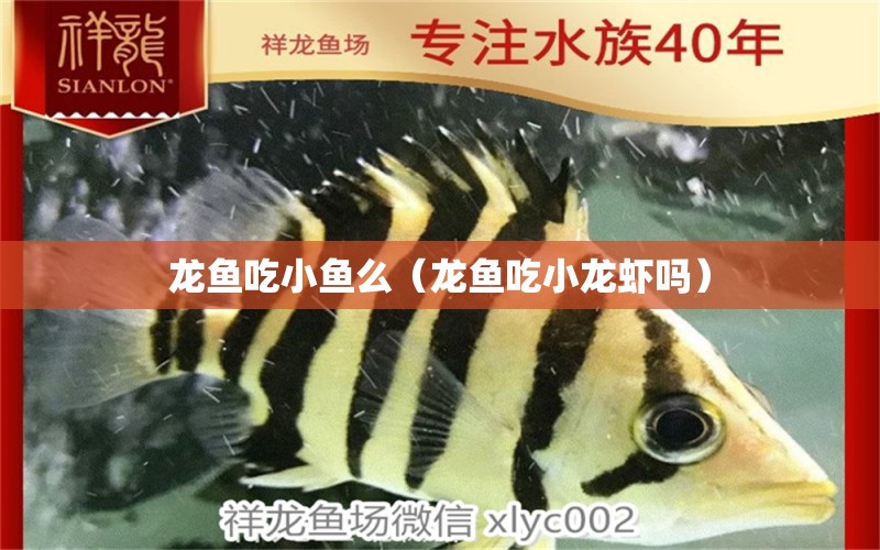 龍魚(yú)吃小魚(yú)么（龍魚(yú)吃小龍蝦嗎）