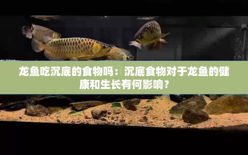 龍魚吃沉底的食物嗎：沉底食物對于龍魚的健康和生長有何影響？ 水族問答 第1張