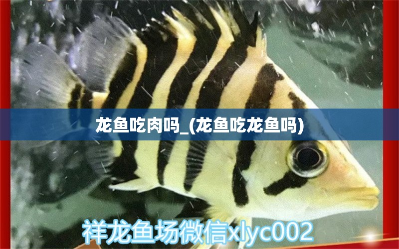 龍魚吃肉嗎_(龍魚吃龍魚嗎) 鸚鵡魚