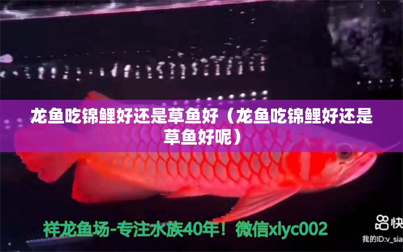 龍魚吃錦鯉好還是草魚好（龍魚吃錦鯉好還是草魚好呢） 廣州龍魚批發(fā)市場