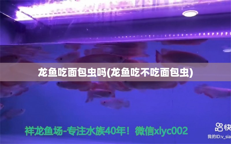 龍魚吃面包蟲嗎(龍魚吃不吃面包蟲) 藍(lán)底過背金龍魚