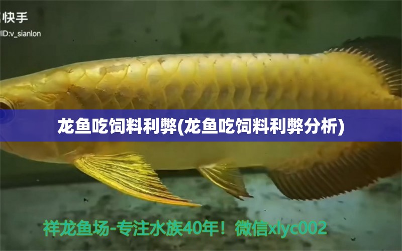 龍魚(yú)吃飼料利弊(龍魚(yú)吃飼料利弊分析) 祥龍超血紅龍魚(yú)