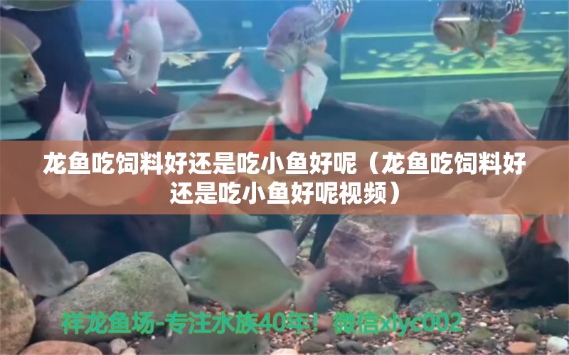 龍魚(yú)吃飼料好還是吃小魚(yú)好呢（龍魚(yú)吃飼料好還是吃小魚(yú)好呢視頻）