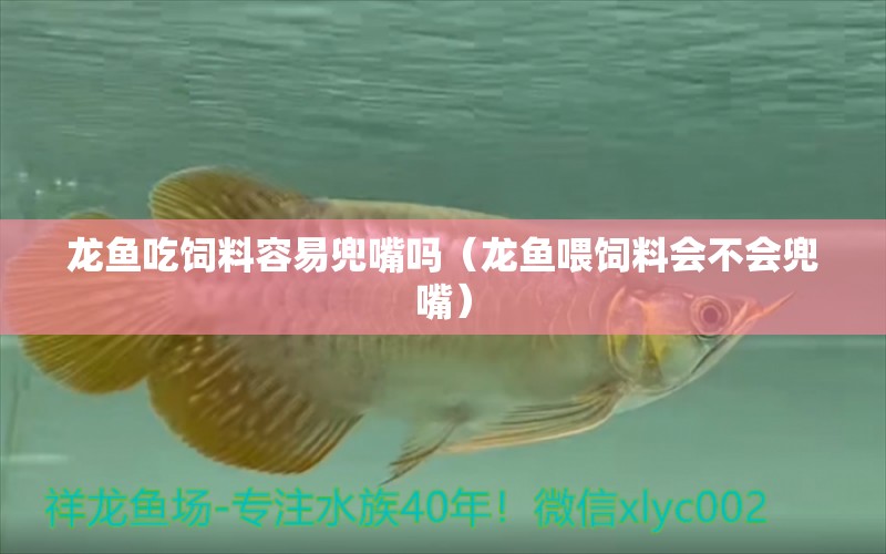 龍魚吃飼料容易兜嘴嗎（龍魚喂飼料會不會兜嘴）