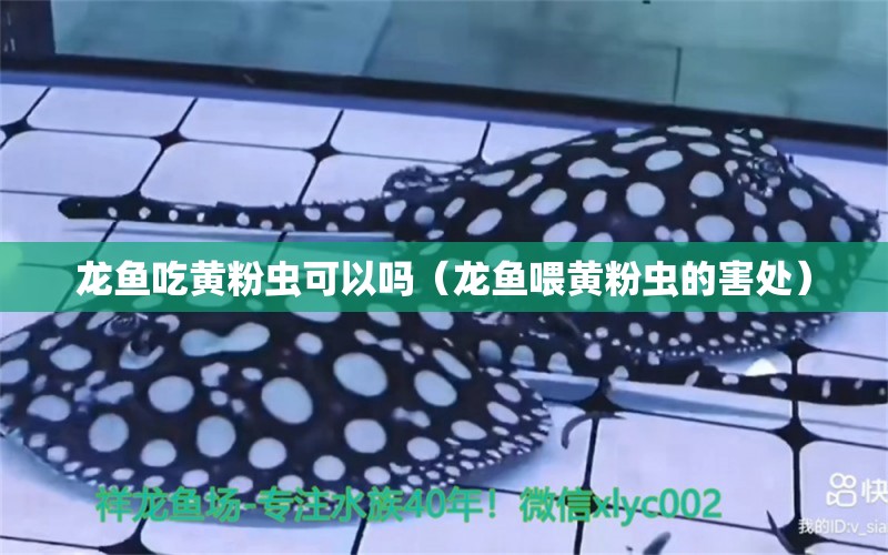 龍魚(yú)吃黃粉蟲(chóng)可以嗎（龍魚(yú)喂黃粉蟲(chóng)的害處） 廣州龍魚(yú)批發(fā)市場(chǎng)