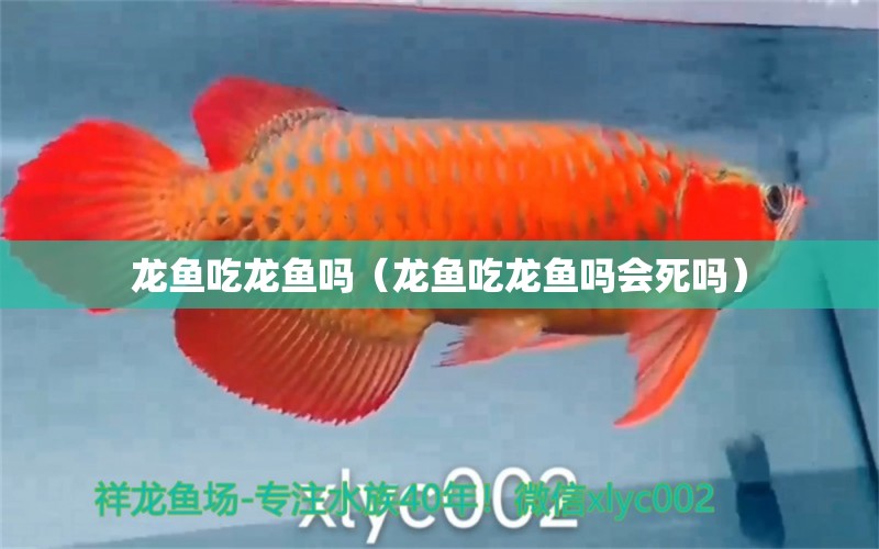 龍魚吃龍魚嗎（龍魚吃龍魚嗎會(huì)死嗎） 紅眼黃化幽靈火箭魚|皇家火箭魚