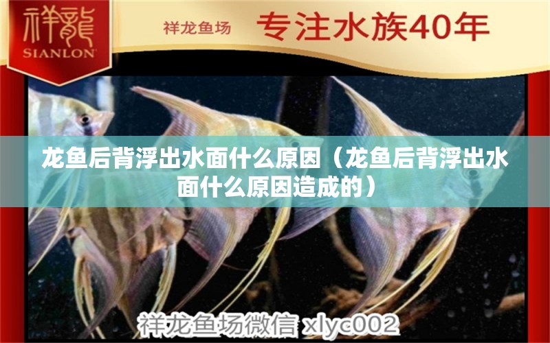 龍魚后背浮出水面什么原因（龍魚后背浮出水面什么原因造成的） 黑桃A魚苗