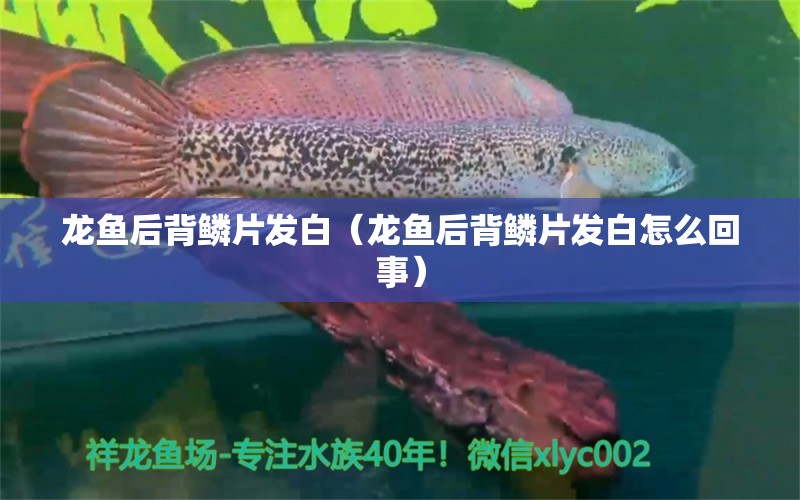 龍魚后背鱗片發(fā)白（龍魚后背鱗片發(fā)白怎么回事） 廣州龍魚批發(fā)市場